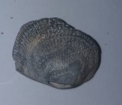 Glycymeris nummaria