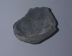 Glycymeris nummaria