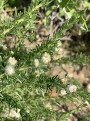 Eriocephalus luederitzianus