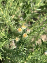 Eriocephalus luederitzianus