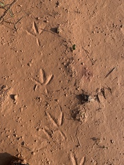 Amaurornis phoenicurus