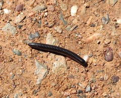 Ommatoiulus rutilans