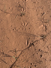 Amaurornis phoenicurus