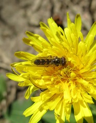 Platycheirus scutatus