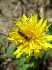 Platycheirus scutatus