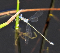Lestes tridens