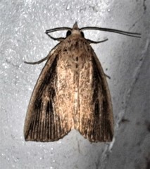 Lophocalama neuritis