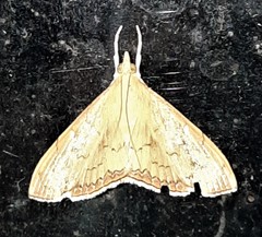 Hyalobathra crenulata