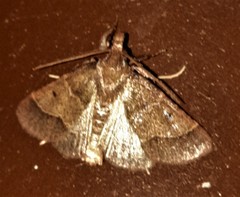 Arippara disticha
