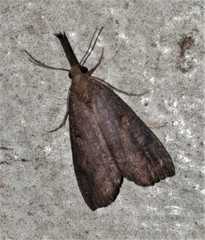 Hypena subvittalis