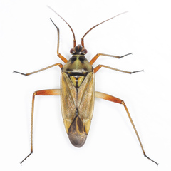 Calocoris roseomaculatus angularis