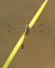 Austrogomphus collaris