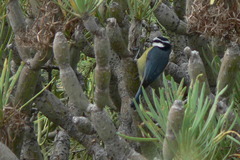 Cyanistes teneriffae teneriffae