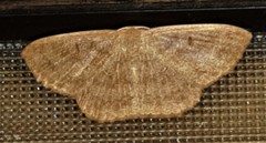 Perixera griseata