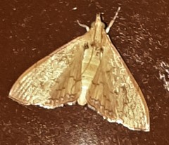 Hyalobathra crenulata
