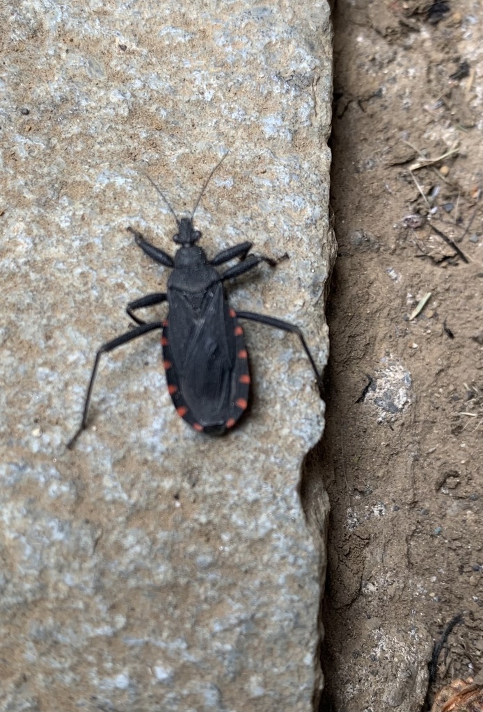 Microtomus gayi