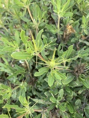 Blepharis diversispina