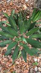 Agave obscura