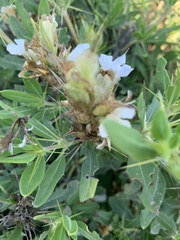 Blepharis diversispina