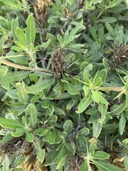 Blepharis diversispina