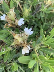 Blepharis diversispina