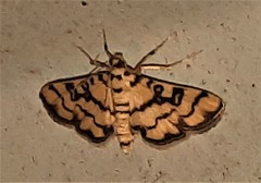 Glycythyma chrysorycta