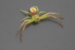 Misumena spinifera