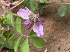 Astragalus sinicus