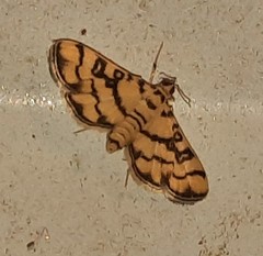 Glycythyma chrysorycta