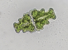 Euastrum humerosum affine