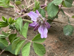 Astragalus sinicus