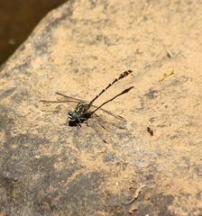 Austrogomphus collaris