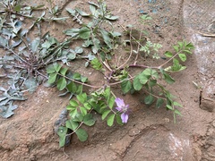 Astragalus sinicus