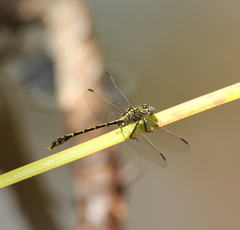 Austrogomphus collaris