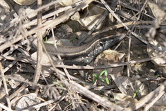 Gallotia caesaris gomerae