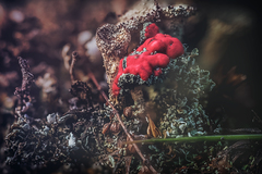 Cladonia coccifera