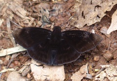 Aethilla echina coracina