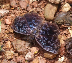 Cycloglypha caeruleonigra