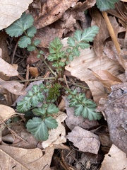 Geum vernum