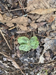 Trillium cuneatum