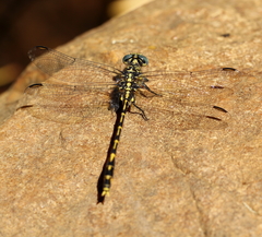 Austrogomphus collaris