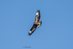 Buteo buteo