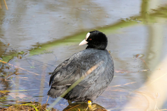 Fulica atra