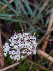 Lomatium gormanii