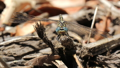 Austrogomphus collaris