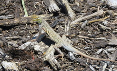 Holbrookia propinqua