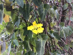 Stigmaphyllon ciliatum