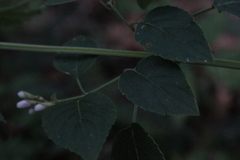 Salvia curviflora