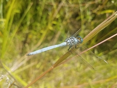 Orthetrum lemur