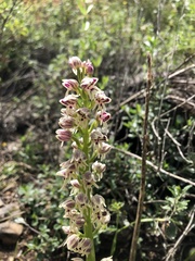 Orchis galilaea